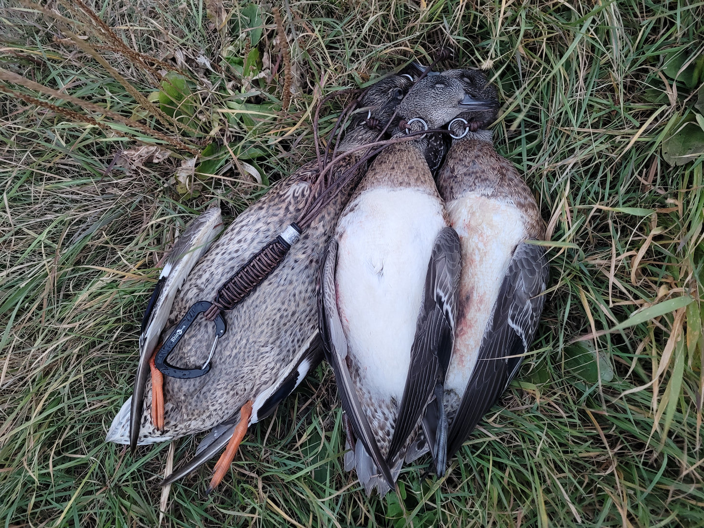 6-PACK duck/squirrel tote