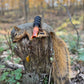 Double Reed Squirrel Barker